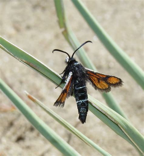 Clearwing Moths Flickr