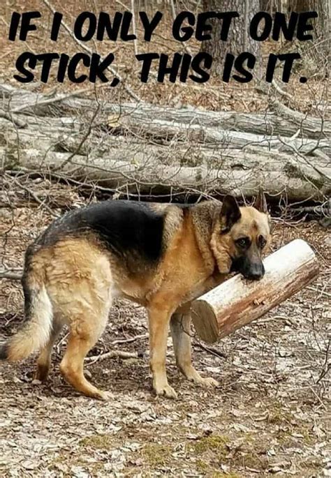 Some of you may not be familiar with the term meme. 50+ Funniest German Shepherd Memes | #MemeGodCertified ...
