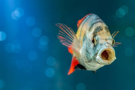 Do Fish Have Tongues Surprising Facts You Should Know