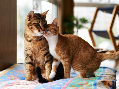 How Long Does It Take For Cats To Get Along Popsugar Pets