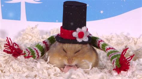 Day 11 Christmas Hats Cute Hamsters 12 Days Of Christmas Youtube