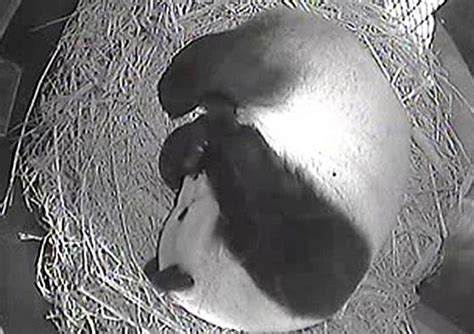 News Alert New Panda In San Diego Zoo Baby Animal Zoo
