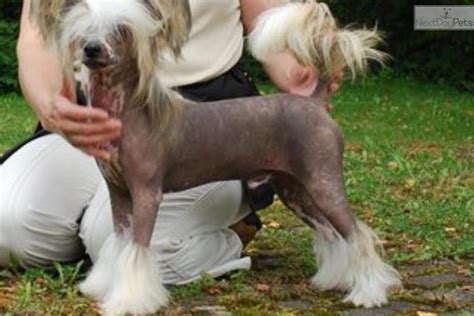 Chinese Crested Puppy For Sale Near Houston Texas 9d563f0f Dfa1