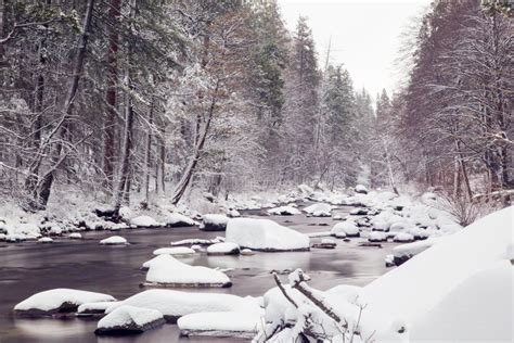 Snowy Landscape With A Creek And Pine Trees In Yosemite Stock Image