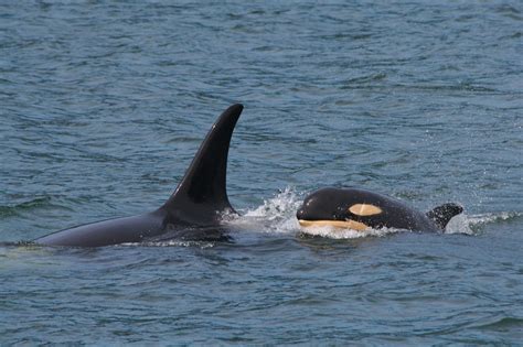 Orca Calf And Mother According To The Guides This Is The Flickr