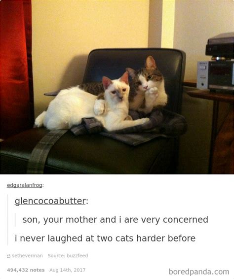 136 cat posts on tumblr that are impossible not to laugh at bored panda