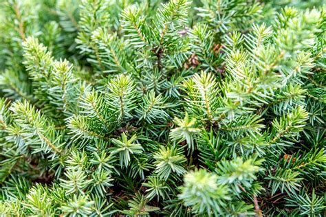 10 Best Deer Resistant Shrubs For Landscaping 2022