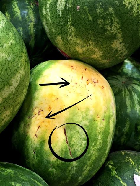 How To Pick The Perfect Watermelon Every Time Watermelon Sweet