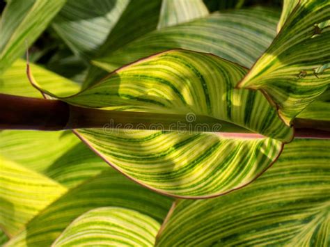 Amazing Leaf With Green Background Stock Photo Image Of Garden