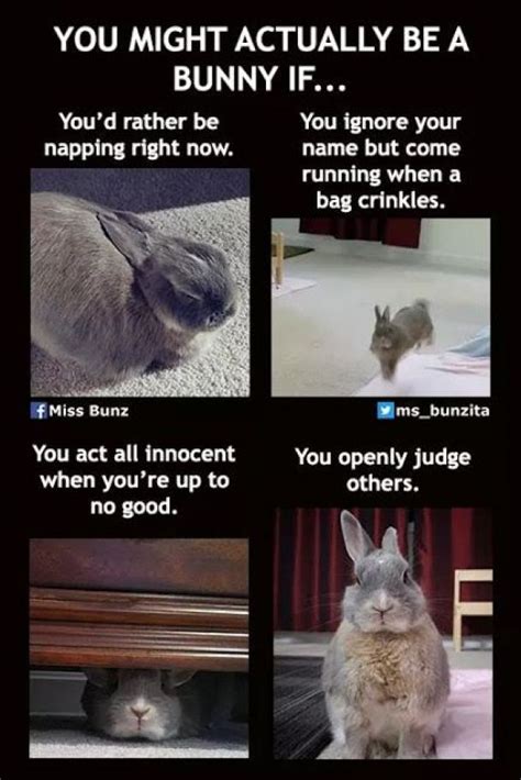 Rabbit Ramblings Funny Bunny Memes Rabbithouses Funny Rabbit Bunny Meme Rabbit
