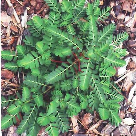 However, here in florida, by late february or early march, the weather will start turning warmer again, so i'd like to go ahead and get some permanent i'd like to seed something like bermudagrass at that point. Florida Weed Identification - Lawn Care Extraordinaire - Since 1979