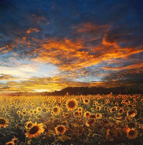 Sunflower Field Landscape Scene Scenery Nature Sky Sun Light