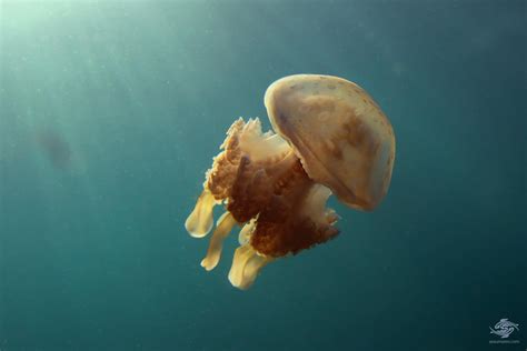 Sea Jellies Or Jellyfish Which Is Correct Seaunseen