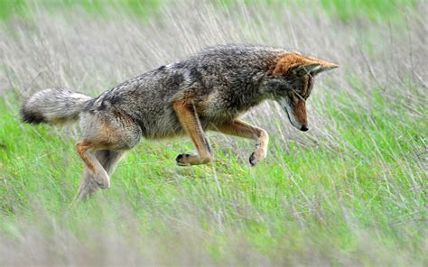The Coyote Conundrum Appalachian Voices