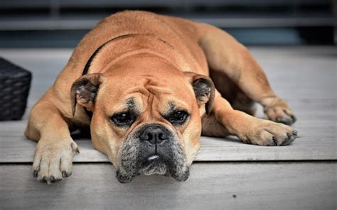 Causes Of Enlarged Liver In Dogs Dog Discoveries