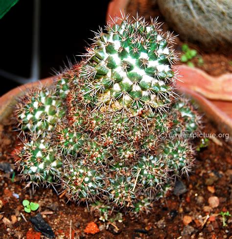 There are about 127 genera, with over 1750 known species. Cactus varieties