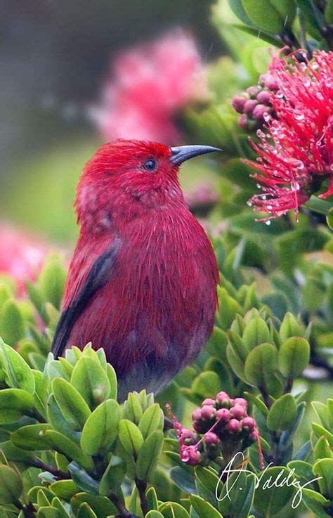 Little Red Bird Beautiful Birds Exotic Birds Pretty Birds