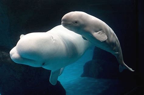 Beluga Whale Mother And Calf Ocean Life Pinterest