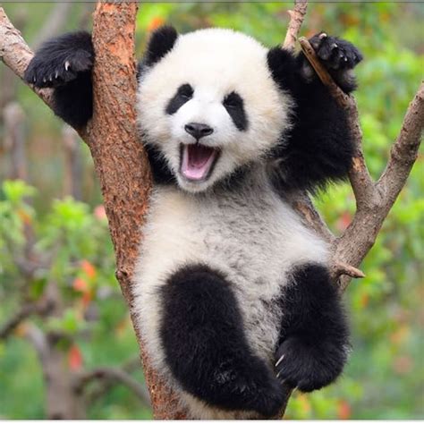 Niedlicher Panda Panda Love Happy Panda Cute Little Animals Cute
