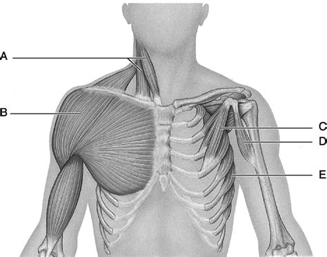 Male Chest Muscles Diagram Best Chest Exercises For Women At Home