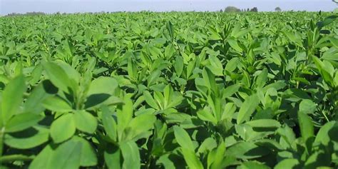 Soil Moisture The Critical Component For Alfalfa Summer Seeding In