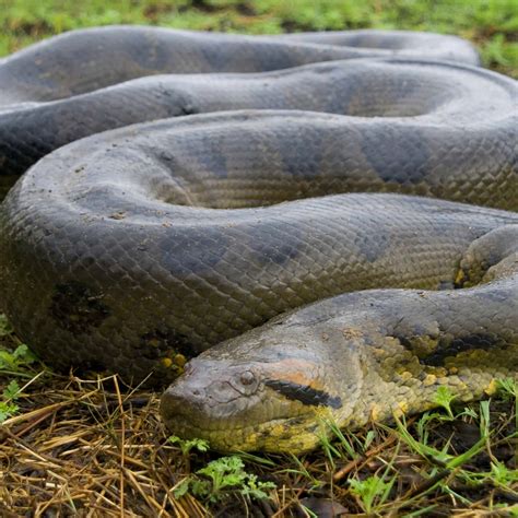 Top 10 largest in size snakes in the world