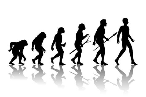 Human Evolution History Timelines Stages And Fascinating Facts