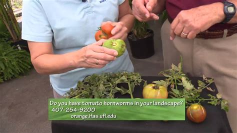 Gardening is very, very local stuff. Central Florida Gardening-2 min pests - Tomato Hornworm ...