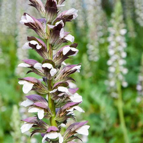 Acanthus Mollis Flower Seeds Bears Breeches