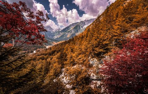 Wallpaper Autumn Forest Trees Mountains Alps Slovenia Slovenia