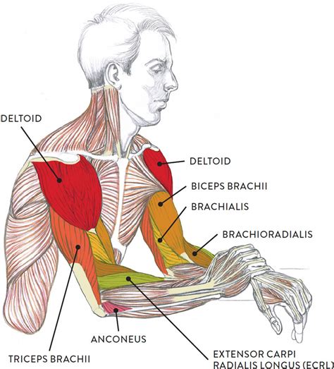 Muscle Anatomy Raised Arm