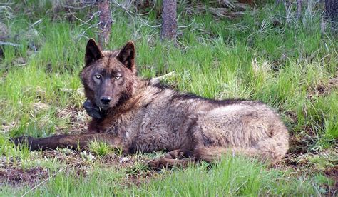2 New Oregon Wolves Fitted With Tracking Collars Washington Times