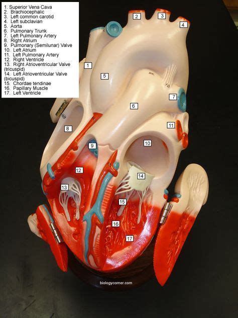 Heart Model Labeling With Answers Heart Anatomy Human Anatomy And