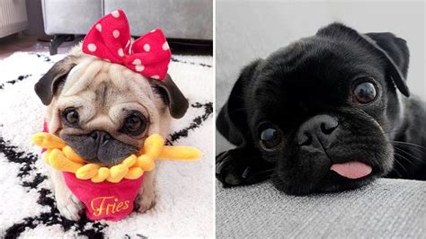 Funniest And Cutest Pug Dog Videos Compilation 2020 Pug Soo Cute 02
