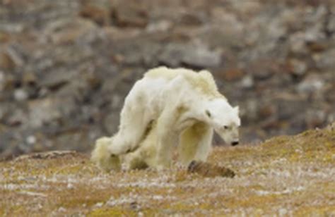Canadian Photographers Video Of Emaciated Polar Bear On Baffin Island