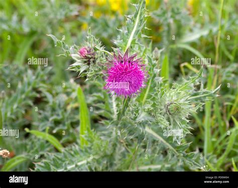 Welted Thistle Flower Hi Res Stock Photography And Images Alamy