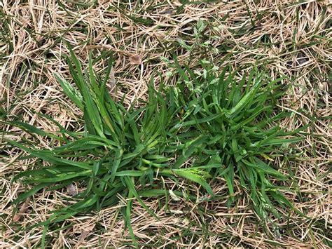 Weed Control How To Get Rid Of Annual Poa Grass Weeds