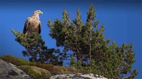 Watch The Majestic Sea Eagles In Norway Daily Scandinavian