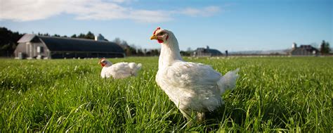 Statistiques et évolution des crimes et délits enregistrés auprès des services de police et gendarmerie en france entre 2012 à 2019 Bostock's Organic Free Range Chicken NZ