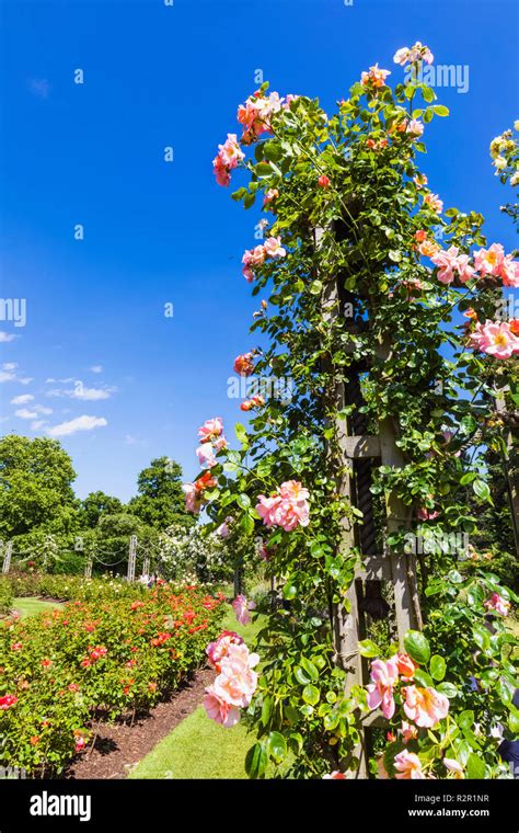 England London Regents Park Queen Marys Gardens Roses Stock Photo