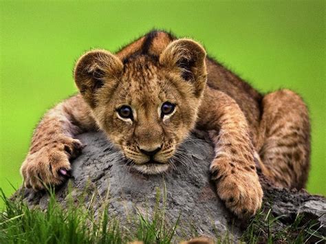 Cute Young Lion Lying On A Rock Desktop Wallpaper Hd 3840x2400