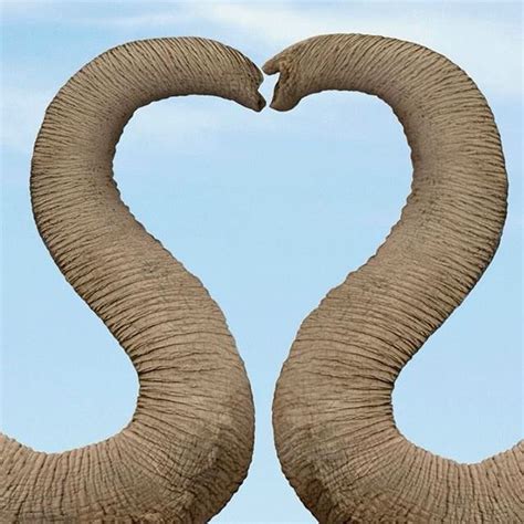 Elephant Trunks Form A Heart Elephant Roll Tide Elephant Trunk