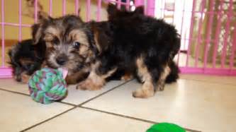 Adorable Chorkie Puppies For Sale Georgia Local Breeders