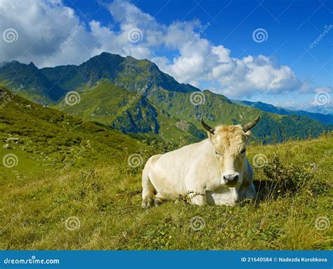 Cow In The Caucasus Mountains Stock Photo Image Of Grass Graze 21640584