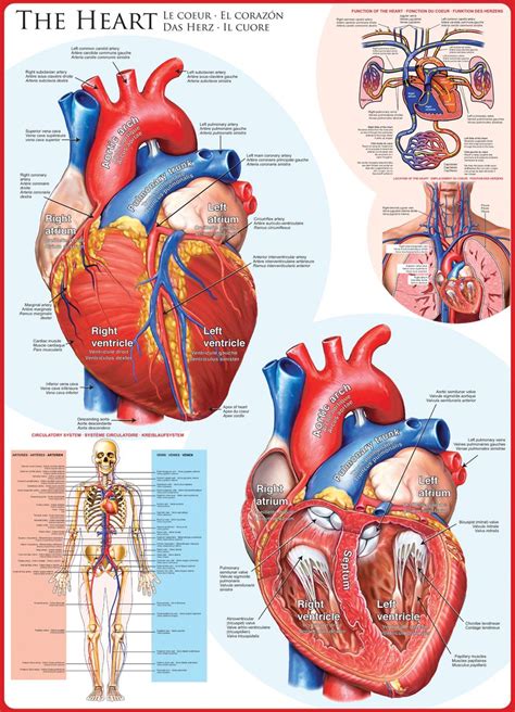 Pin By Zanifa K On Back To School ️ In 2020 Cardiology Human Heart
