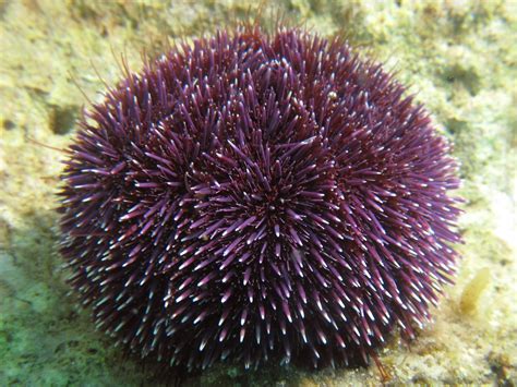 Sphaerechinus Granularis Violet Sea Urchin Atlantis Gozo Purple