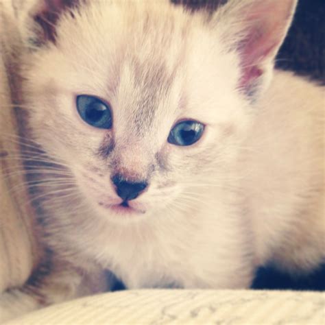 Siamese Tabby mix kitten Blue eyed kitty lynx point siamese | Crazy