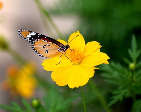Free Image on Pixabay - Nature, Butterfly, Spring, Colorful | Nature ...