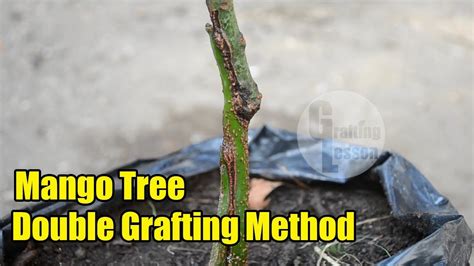 Mango Tree Double Root Grafting Method Youtube