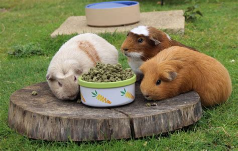 Feeding Time At Jimmys Farm Supreme Petfoods